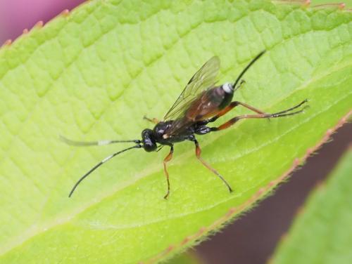 Réf. 254 018 : Aritranis sp.